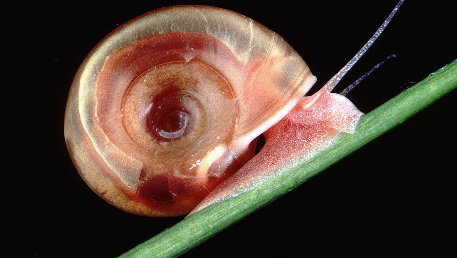 Why snails are one of the world’s deadliest creatures