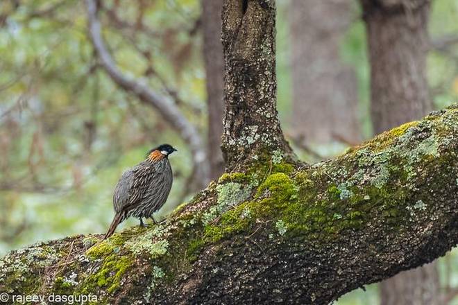 Rare subspecies of male Koklass pheasant photographed for the first time in India