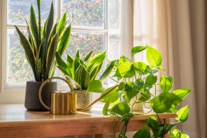 Plants for Health: Hidden Health Benefits of Indoor and Outdoor Plants 1 Plants for Health: Hidden Health Benefits of Indoor and Outdoor Plants 1