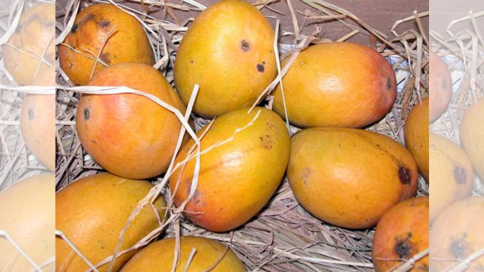 First lockdown, then cyclone — it’s a rotten season for mango trade in Gujarat, Maharashtra