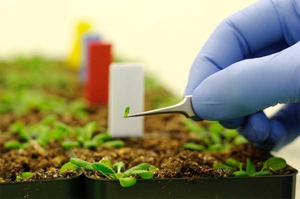 Nanotech Farming – Future of Farming!?