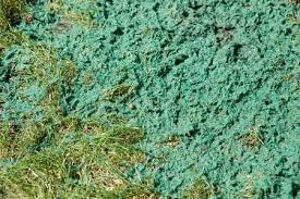 What Is Hydroseeding and When Is it Beneficial?
