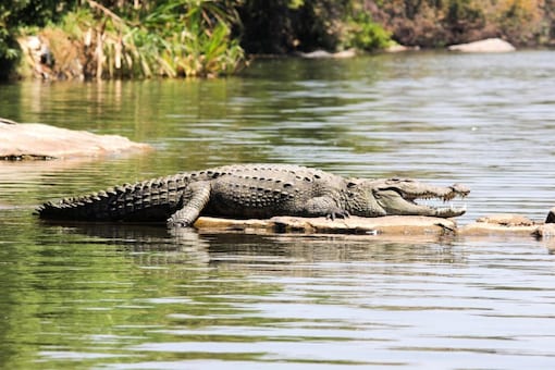 Crocodile Named ‘Osama Bin Laden’ Terrorized African Village, Ate 80 People