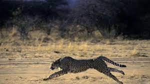 In India’s wildlife debate, the battle between the cheetah and lion | Latest News India