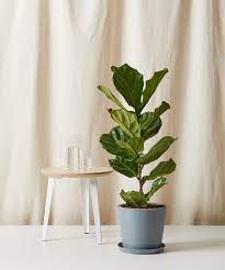 The 11 Best Indoor Plants of 2021