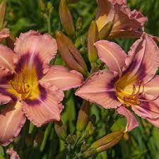 12 Outdoor Plants You Can’t Kill