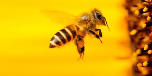 ‘B-droid’- A Solution to the Bee Apocalypse?