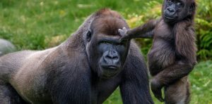 What is Endangered Species? 8 Most Famous Endangered Species 6