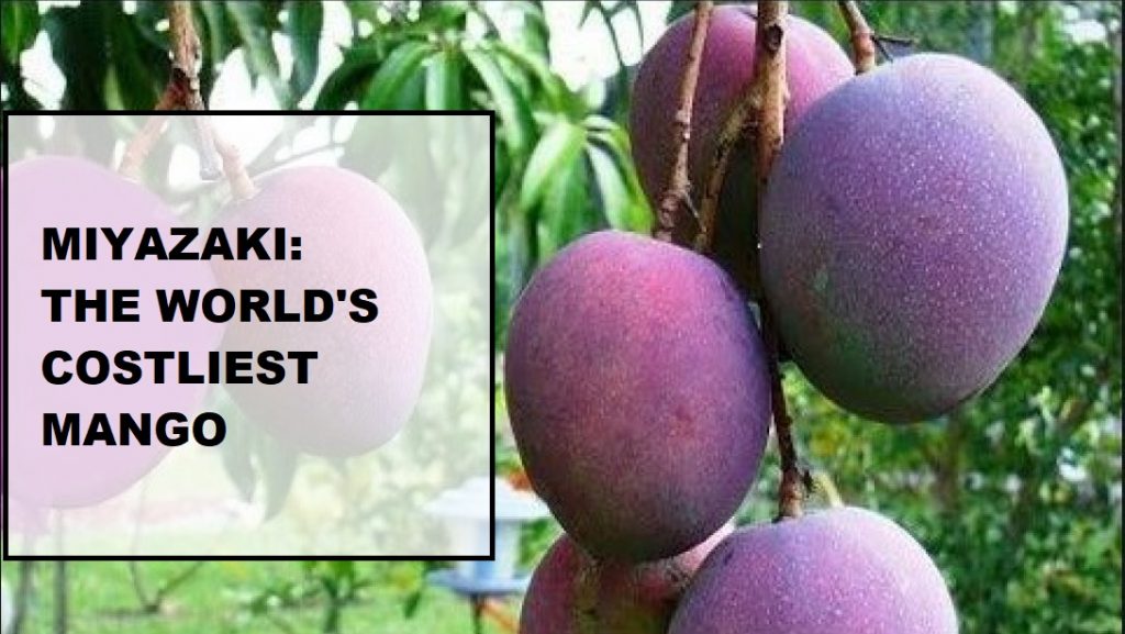 Costliest Mango in the world Japanese Mangoes
