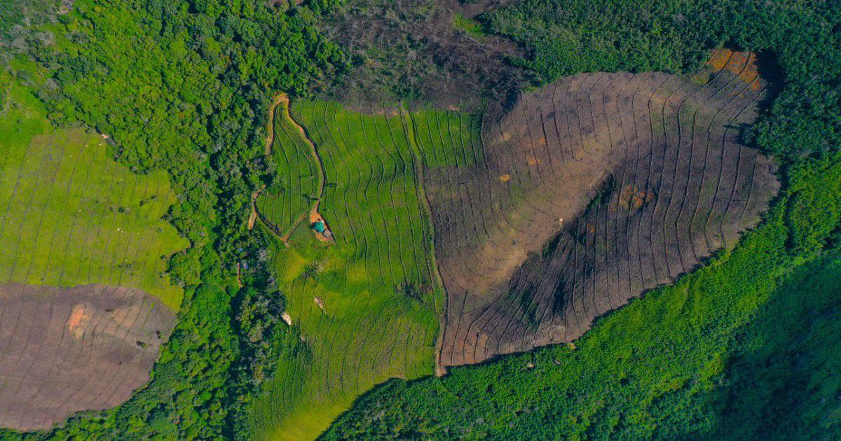 With forests being at the centre of climate change discourse, are we ignoring role of grasslands?