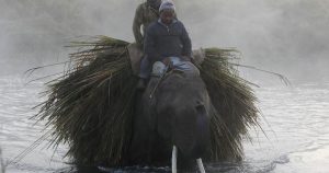 In Nepal, a bittersweet wildlife conservation victory has upended many local livelihoods 1