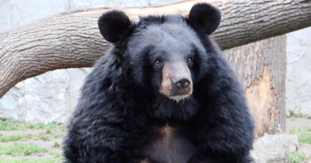 Across the Himalayas, rising temperatures are destroying the habitat of the Asiatic black bear