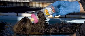 Sea Otter Conservation 1