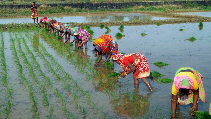 Erratic monsoon hits cereal, pulses, oilseed sowing in top producing states amid inflation