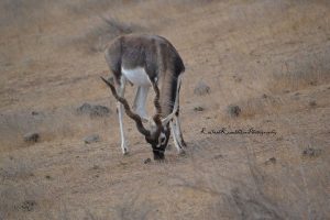 15 Endangered Mammals in India You Should See Before They Vanish 8