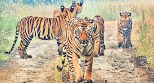 Go ‘wild’ at Foxtail resort, 300 kms away from Hyderabad 1