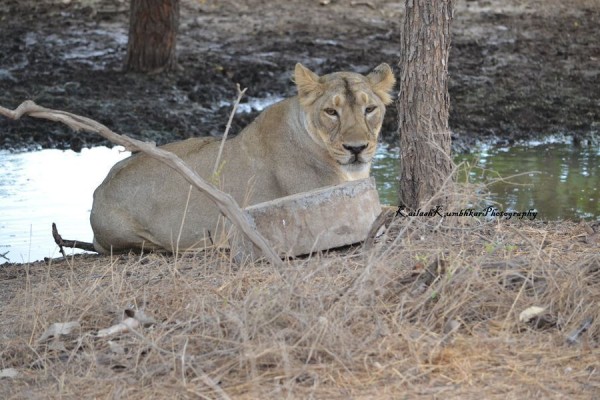 15 Endangered Mammals in India You Should See Before They Vanish