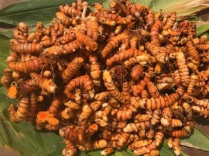 A golden future for turmeric 1