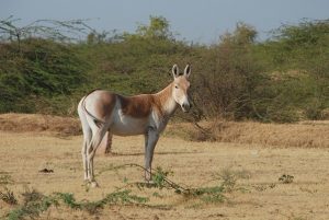 15 Endangered Mammals in India You Should See Before They Vanish 10