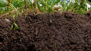 A Soil-Science Revolution Upends Plans to Fight Climate Change 1