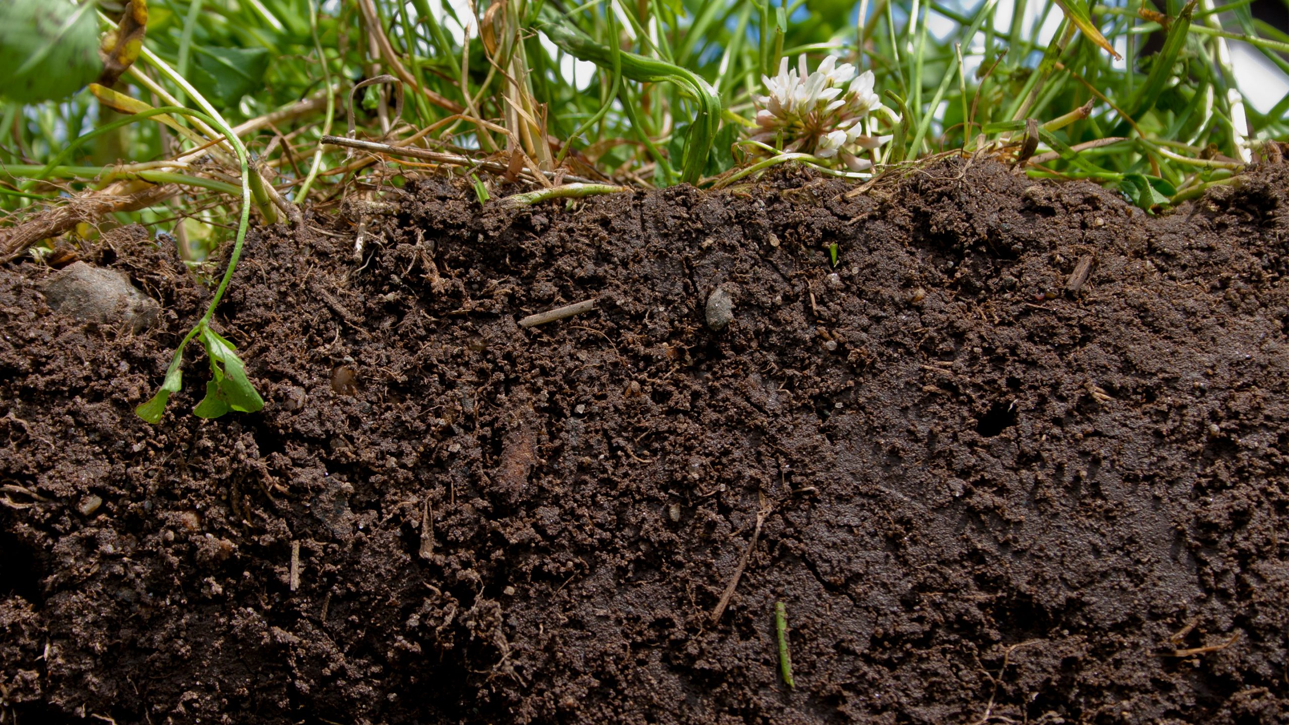 A Soil-Science Revolution Upends Plans to Fight Climate Change
