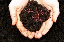 ROLE OF VERMICOMPOST AND ITS PLANT GROWTH PROMOTION
