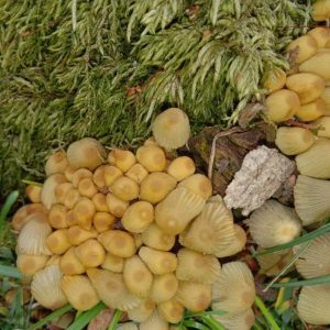 India’s first cryptogamic garden houses over 70 plant species 1 India’s first cryptogamic garden houses over 70 plant species 1