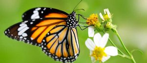 The Fascinating World of Butterflies: And the Need for their Conservation 1 The Fascinating World of Butterflies: And the Need for their Conservation 1