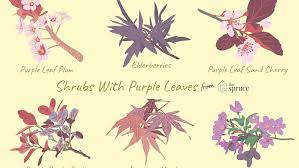 9 Ornamental Trees and Shrubs With Purple Leaves
