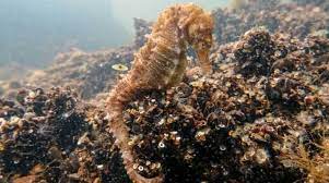 Endangered: Divers spot rare seahorses in dirty lagoon of Greece