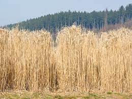 What Is Biomass?
