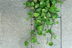 13 Best Hanging Plants for Every Room of Your House