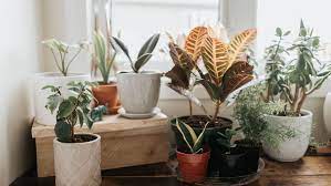 One-Sentence Reminders Every Plant Parent Needs to Hear Right Now