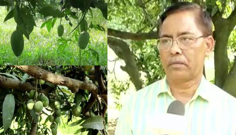 Horticulturists Grow 121 Varieties Of Mangoes On Single Tree In UP’s Saharanpur