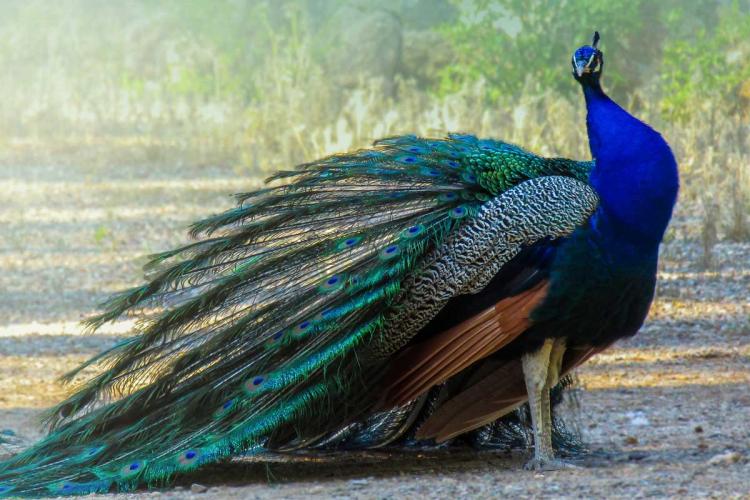 How peacocks are forcing these Kerala farmers to quit agriculture