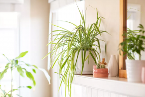 SPIDER PLANT- YOUR NEIGHBOURHOOD BESTIE 1