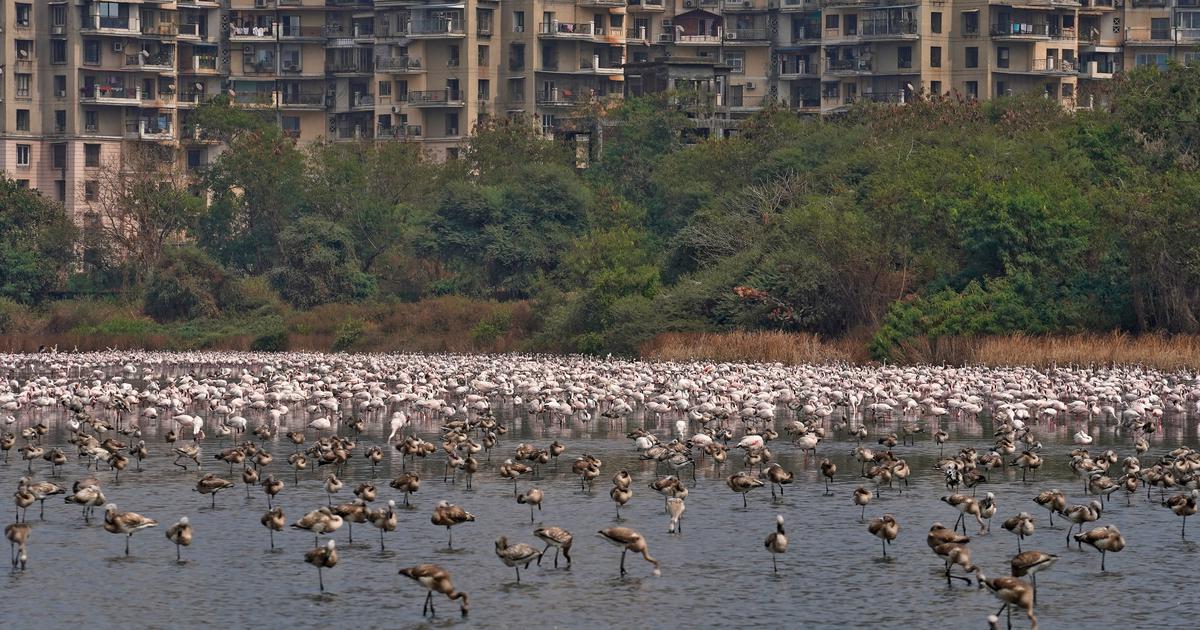 How Mumbai’s flamingos and Koli fishers could help the city in its battle against flooding