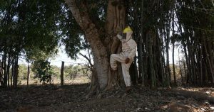 In Maharashtra’s Gadchiroli, sustainable ways of extracting honey are making Adivasis self-reliant 1