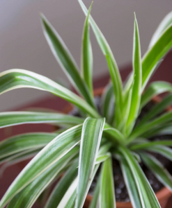 SPIDER PLANT- YOUR NEIGHBOURHOOD BESTIE 2