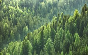 Afforestation – Saving Our Planet 2