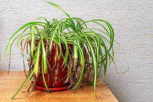 SPIDER PLANT- YOUR NEIGHBOURHOOD BESTIE 3