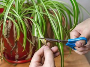 SPIDER PLANT- YOUR NEIGHBOURHOOD BESTIE 4