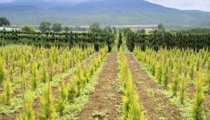 What is Afforestation and Why is it Important? 1