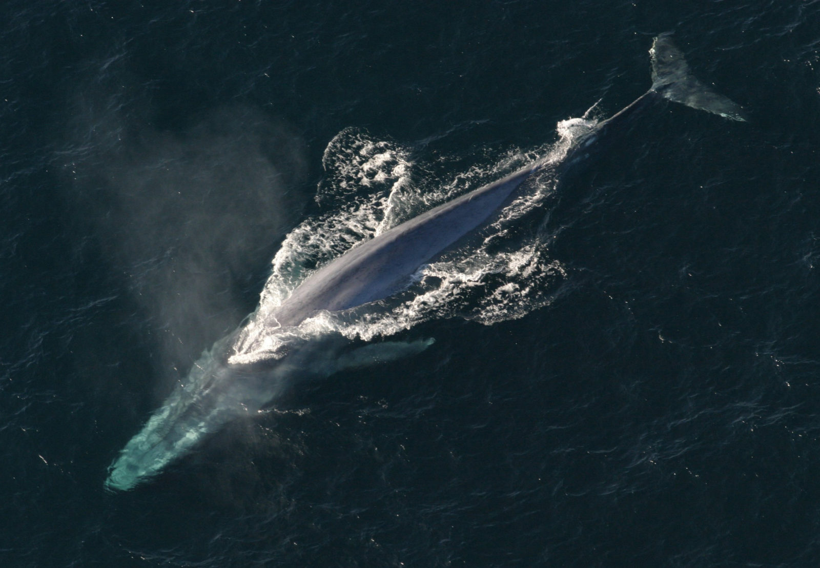 In a First, Scientists Record Blue Whale Songs off the Lakshadweep Islands
