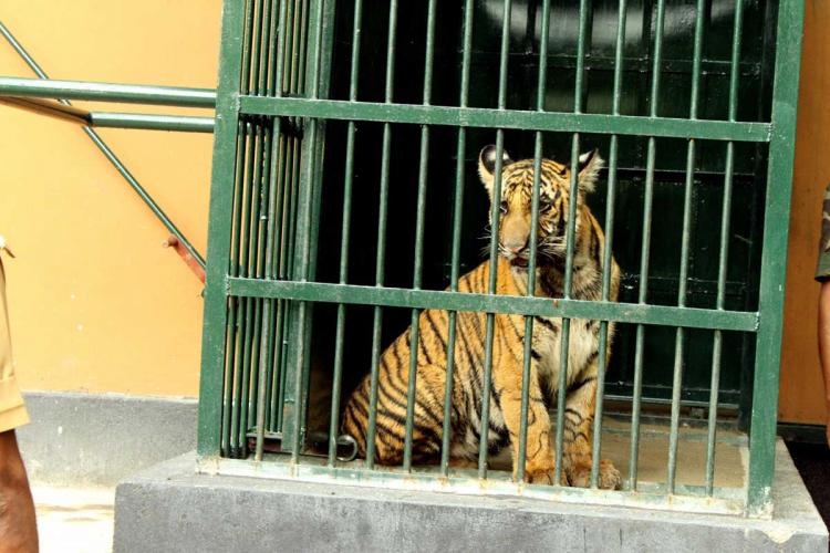 Raising Mangala: How Kerala forest officers are preparing a tiger cub for rewilding