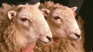 Historical Roles That Animals Have Played 2 Historical Roles That Animals Have Played 2