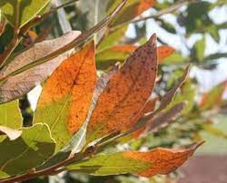 HELPING TREES RECOVER FROM TRANSPLANT SHOCK