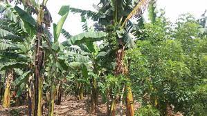 East Africa’s banana farmers welcome new varieties that resist disease and drought