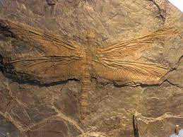 Meganeura : The largest insect ever existed was a giant dragonfly