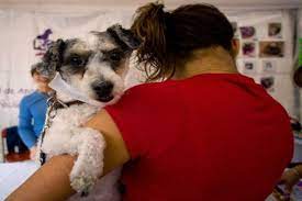 International Dog Day 2021: History and amazing facts about ‘man’s best friend’